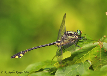 Gomphurus lineatifrons, male